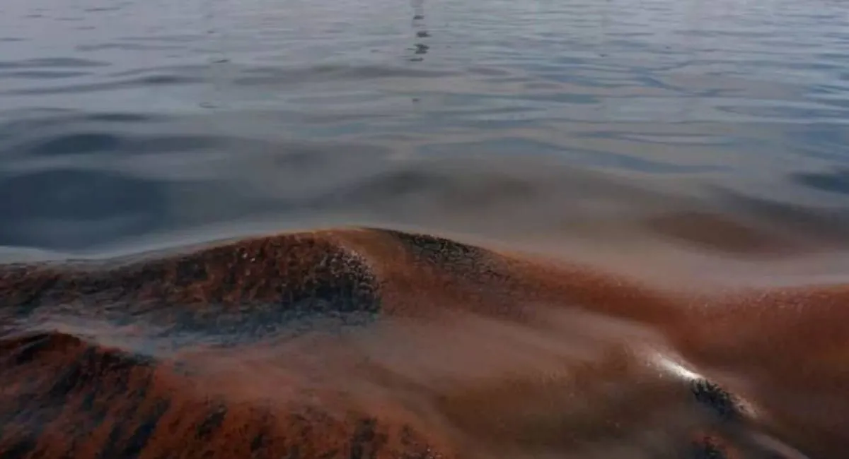 Черное море может стать безжизненным: ученые предупреждают об экологической катастрофе - today.ua