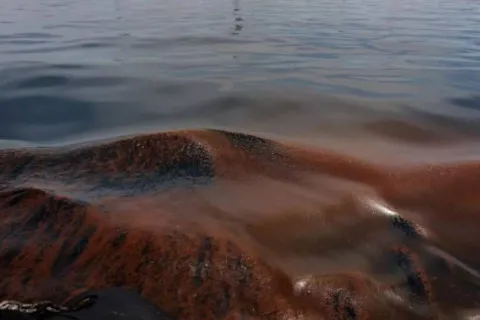 Черное море может стать безжизненным: ученые предупреждают об экологической катастрофе