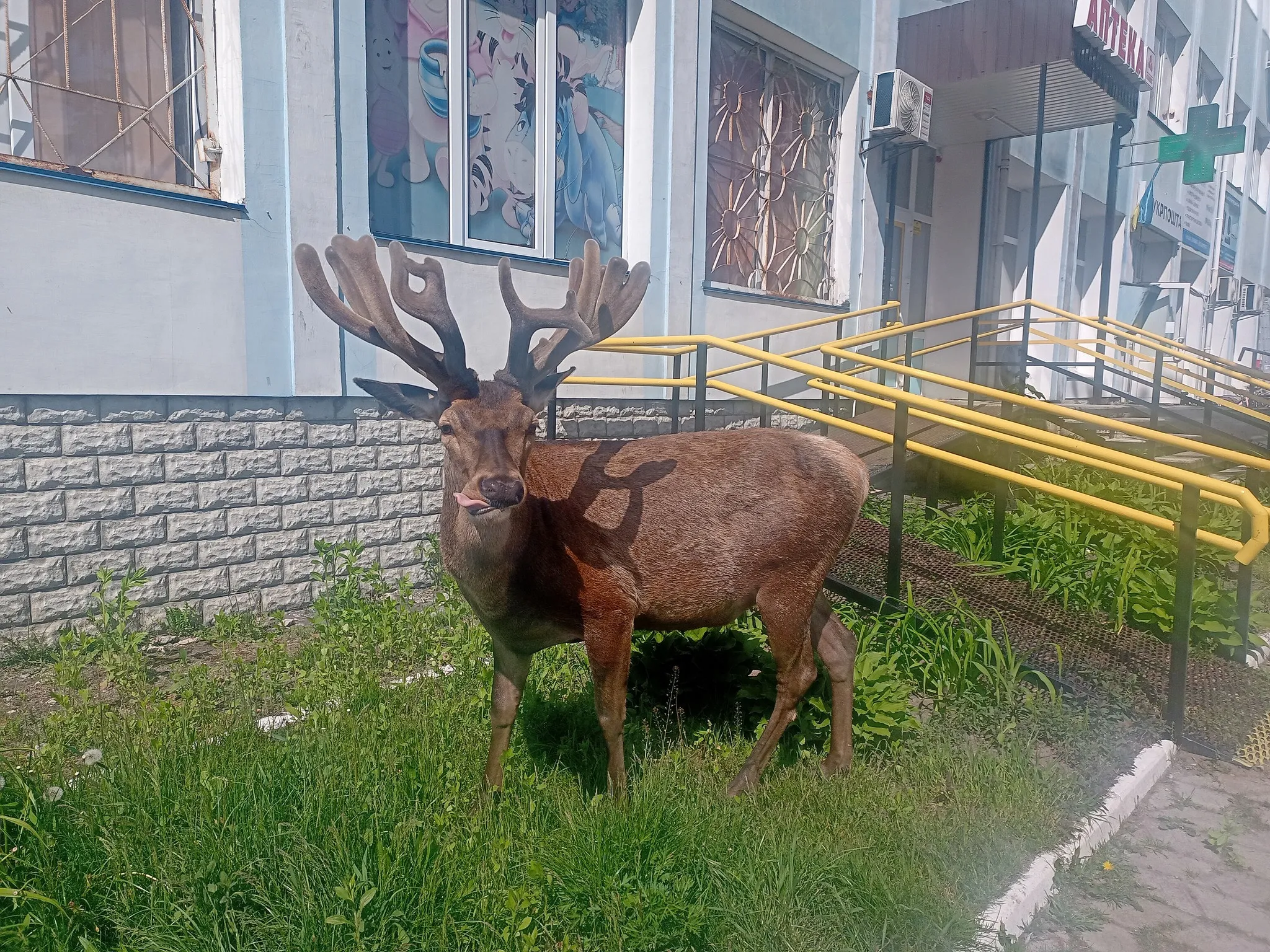 Водительница сбила известного оленя Бориса из Ровенщины и скрылась: в каком состоянии сейчас животное - today.ua