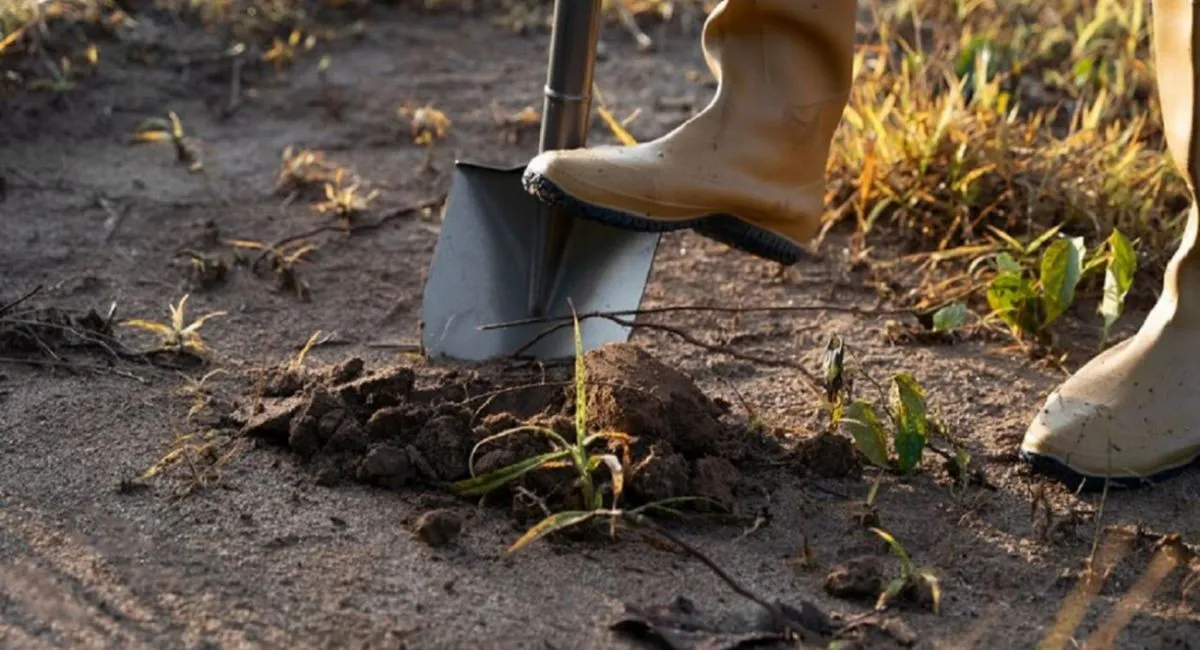 В українців можуть забрати не приватизований город: як врятувати свій клаптик землі - today.ua