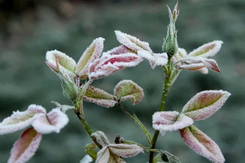 Снег, мороз и холод — тепла в Украине не будет еще долго: синоптики огорчили прогнозом погоды