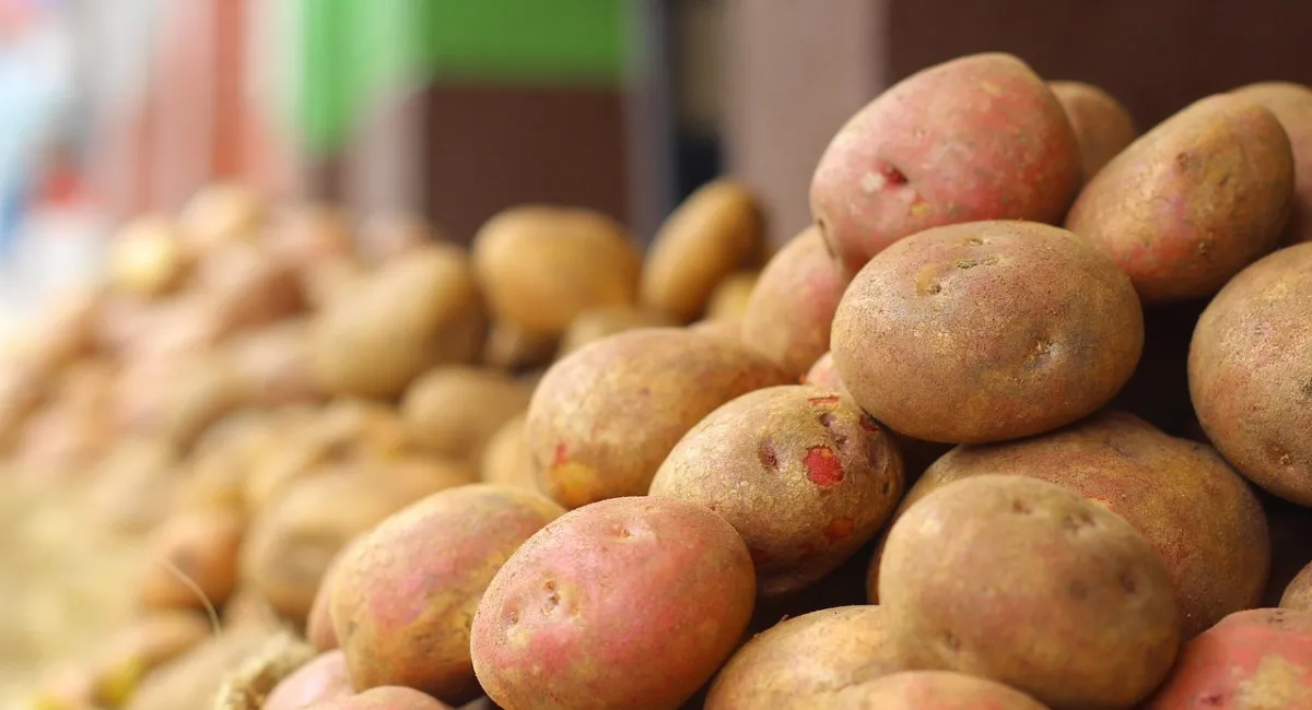 Ціни на картоплю різко змінилися: скільки тепер коштує кілограм популярного овоча - today.ua