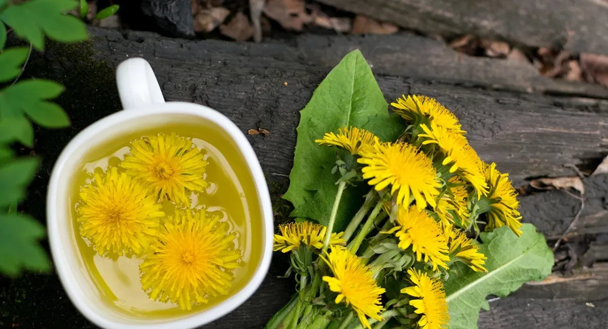 Чай з кульбаб – це смачно і корисно: як діє на організм натуральний напій - today.ua