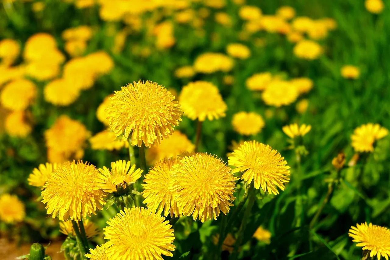 Чай з кульбаб – це смачно і корисно: як діє на організм натуральний напій - today.ua