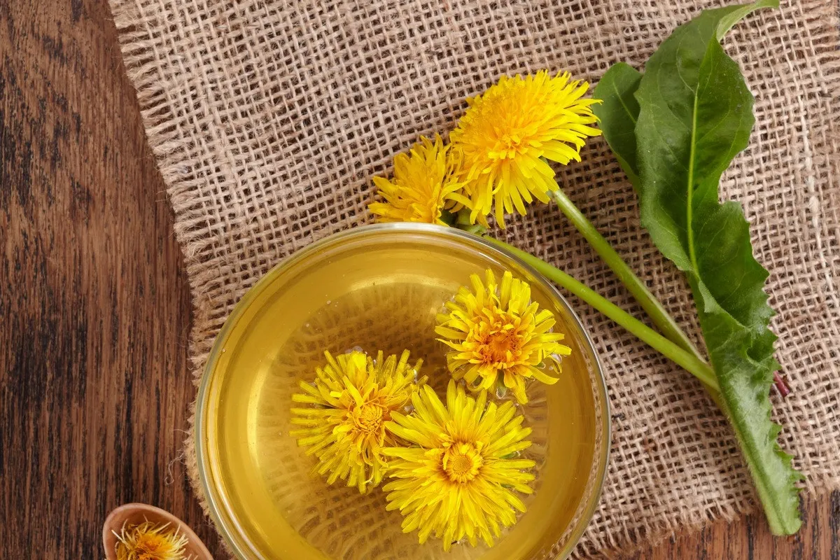 Чай з кульбаб – це смачно і корисно: як діє на організм натуральний напій - today.ua