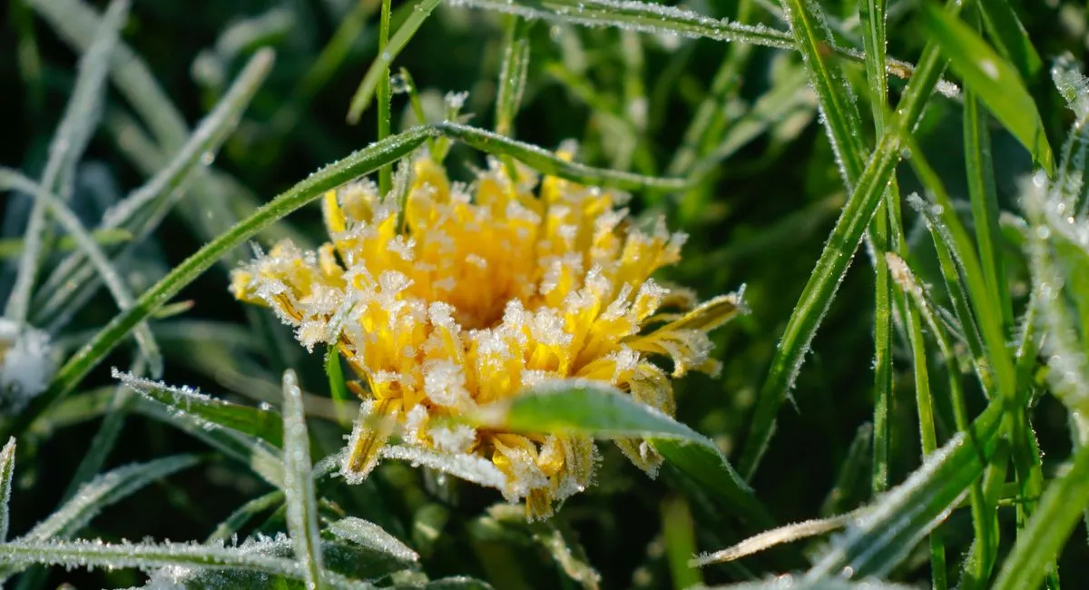 Три градуса ниже нуля: синоптик рассказала, какой может быть погода в июне - today.ua