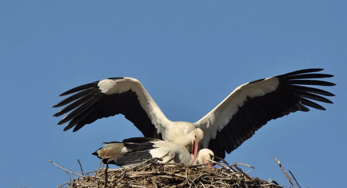На Киевщине мама-аистиха погибла, прикрыв своих детей во время атаки беспилотников (Видео) - today.ua