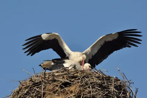 На Киевщине мама-аистиха погибла, прикрыв своих детей во время атаки беспилотников (Видео)