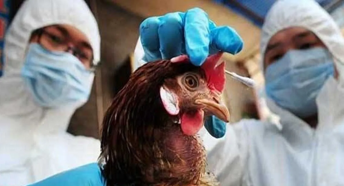 Птичий грип подвергся опасной мутации: новая смертельная пандемия может начаться в любой момент - today.ua