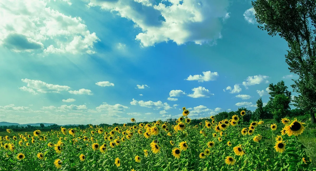 Украину накроет масштабный антициклон: какие регионы охватит настоящая жара - today.ua