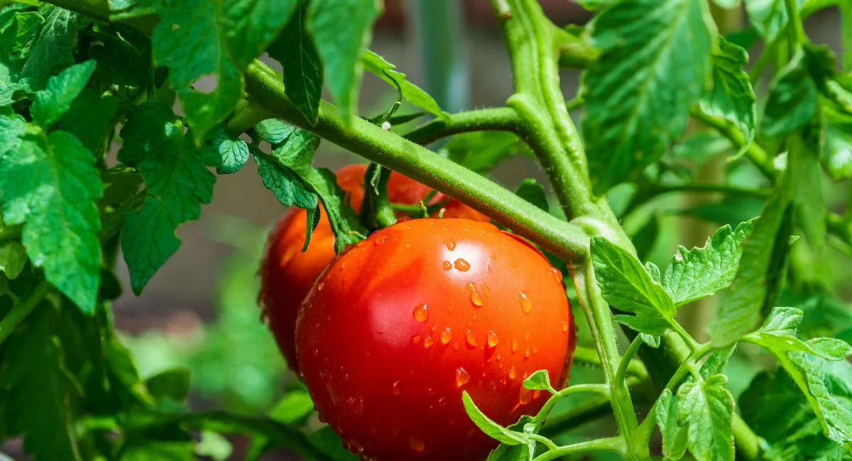 Натуральные удобрения для помидоров: рецепты растворов, улучшающих качество урожая - today.ua