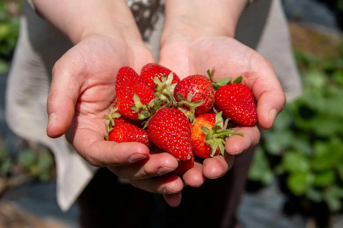 Что произойдет с организмом человека, если каждый день есть клубнику - today.ua