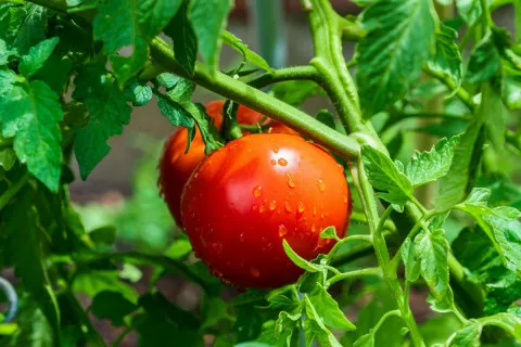 Отпугнут вредителей и улучшат вкус плодов: какие растения стоит посадить рядом с помидорами