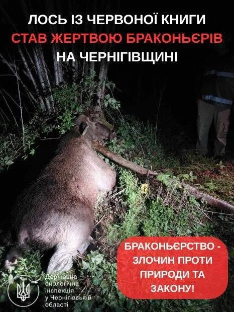 У Чернігівській області вбили червонокнижного лося: поліція проводить розслідування У Чернігівській області вбили червонокнижного лося: поліція проводить розслідування - today.ua