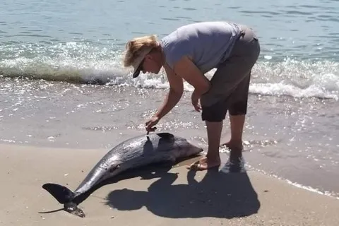 В Чёрном море из-за войны фиксируют массовую гибель дельфинов