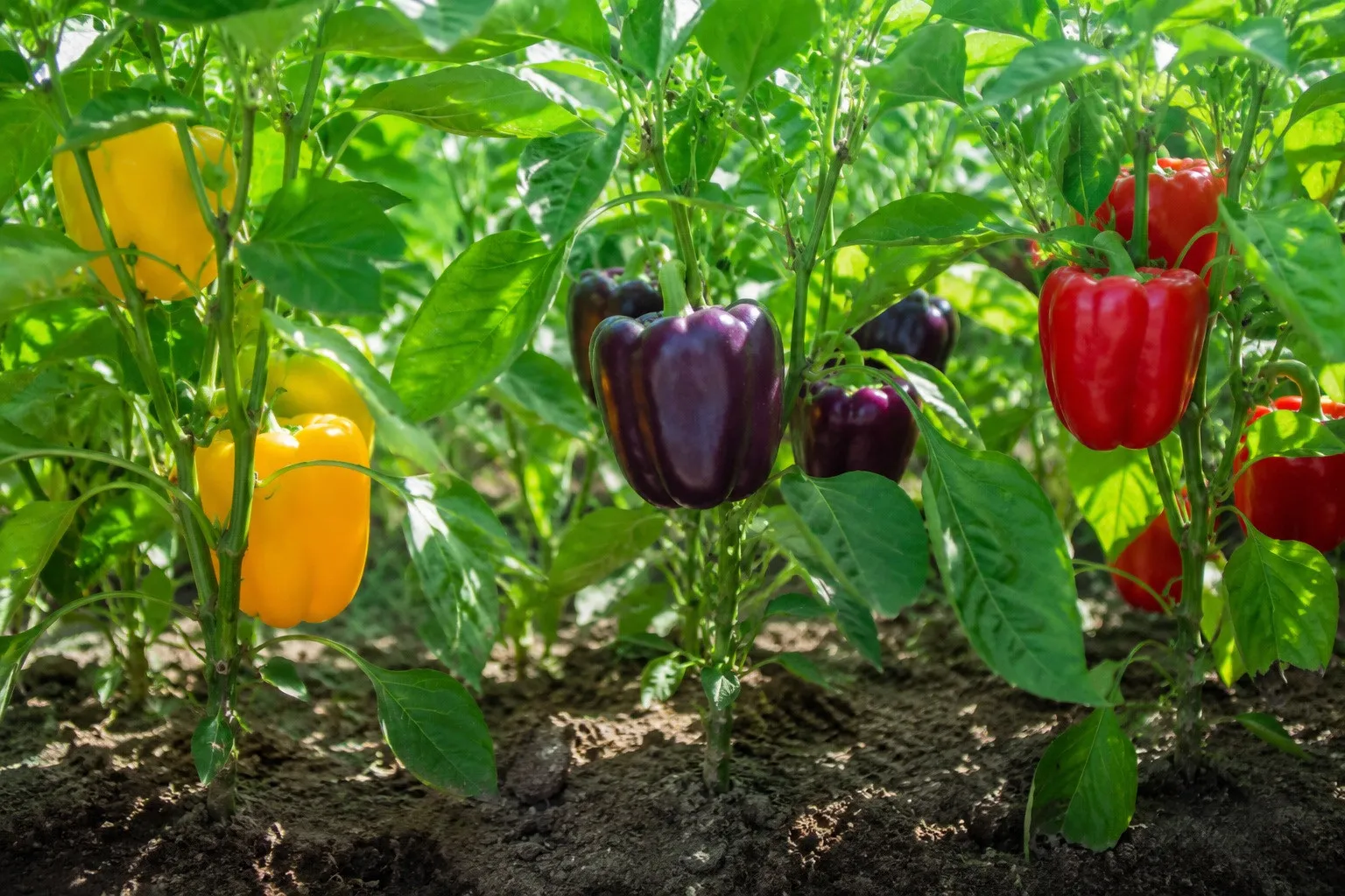 Натуральная подкормка для перца, после которой кусты ломятся от плодов: ТОП-3 рецепта Натуральная подкормка для перца, после которой кусты ломятся от плодов: ТОП-3 рецепта - today.ua