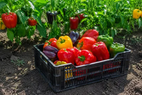 Натуральная подкормка для перца, после которой кусты ломятся от плодов: ТОП-3 рецепта
