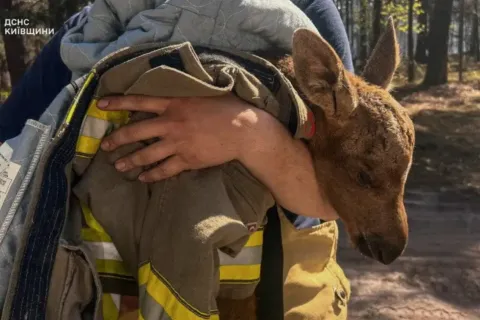 Носит защитные носки и проявляет любопытство к окружающему миру: как чувствует себя спасённый из пожара в Чернобыле лосёнок
