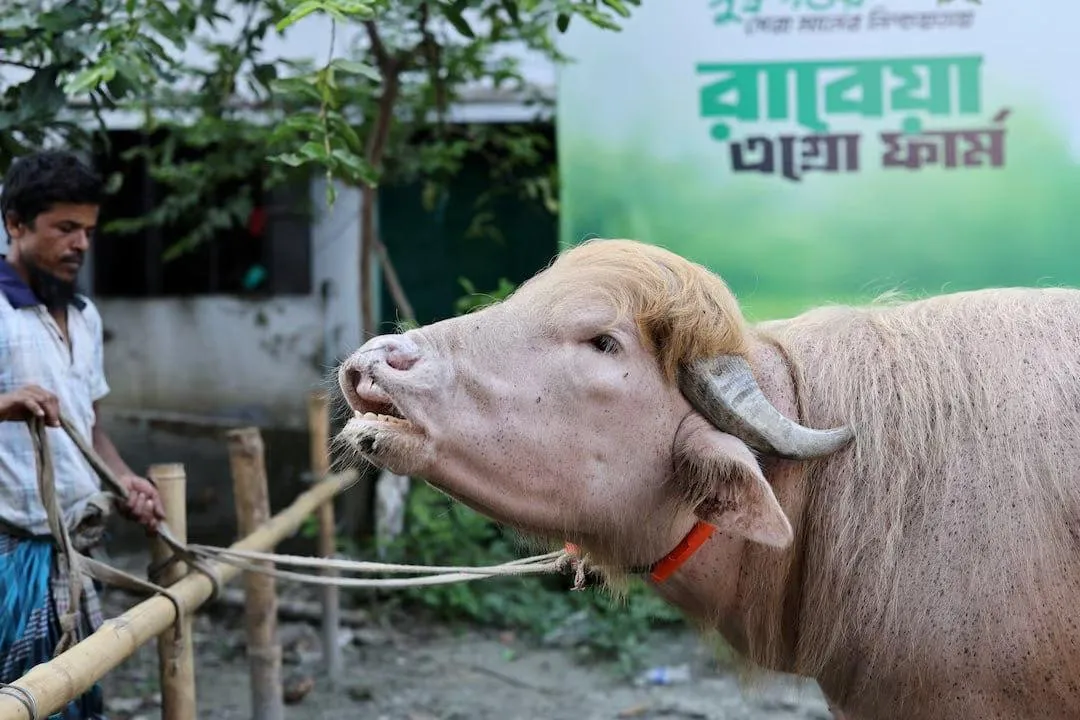 Con tr&acirc;u ở Bangladesh được cứu sống nhờ ngoại h&igrave;nh giống Donald Trump - today.ua