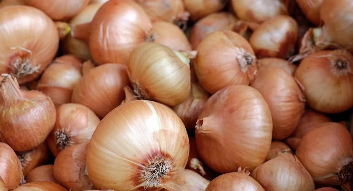 Ціни на популярний овоч в Україні обвалилися до довоєнного рівня: скільки тепер коштує - today.ua