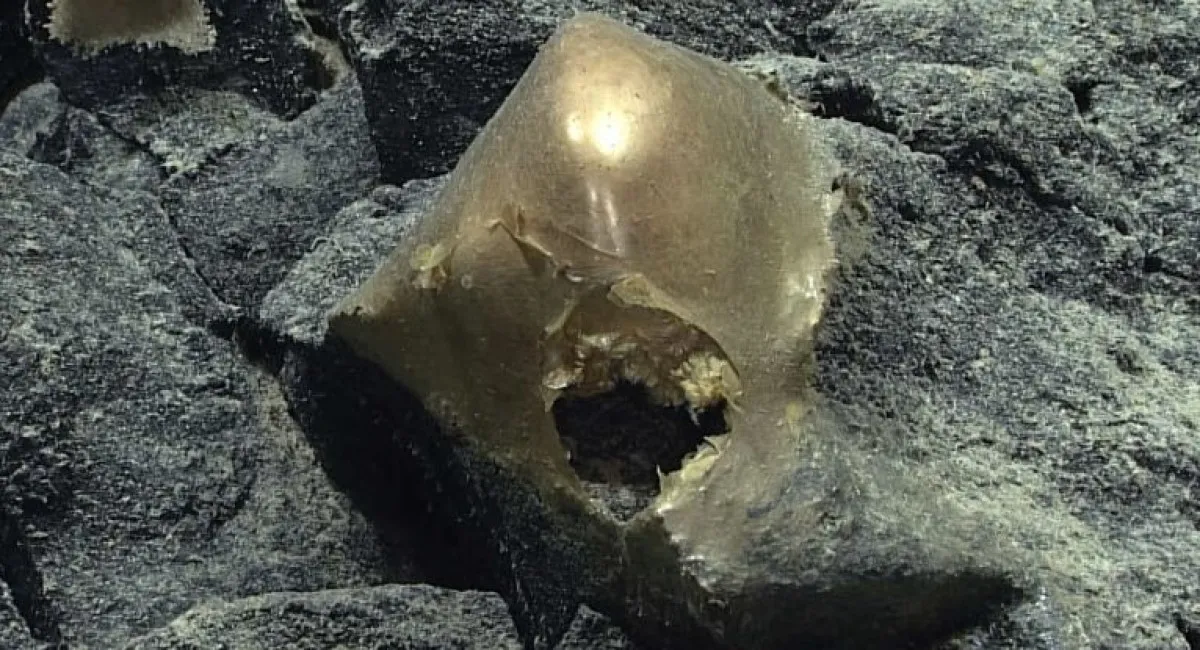 Золотая сфера, обнаруженная на дне океана, взбудоражила научный мир: никто не знает, что это такое (Видео) - today.ua