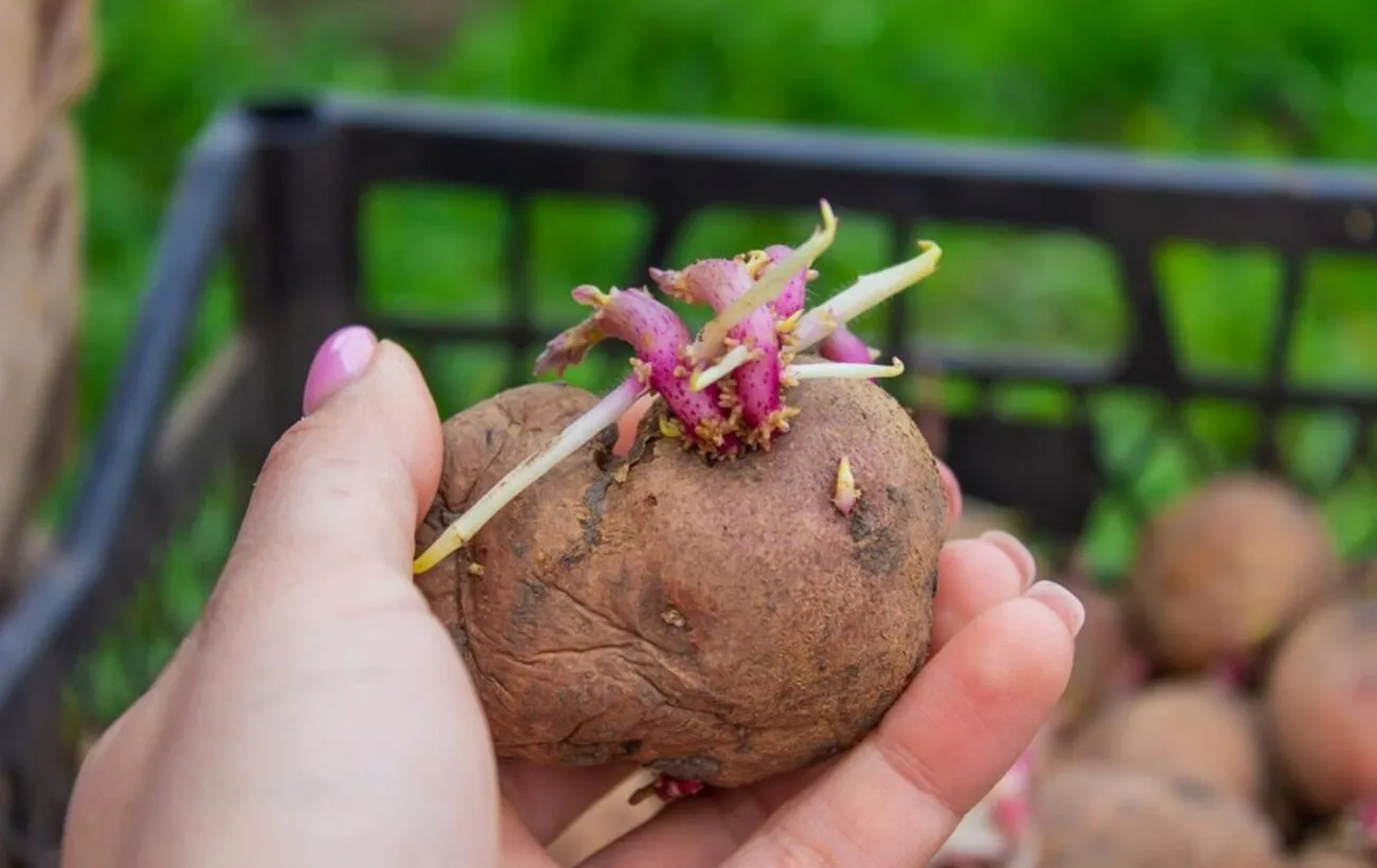 Чим небезпечна проросла картопля: помилка, яку роблять на кухні щодня - today.ua