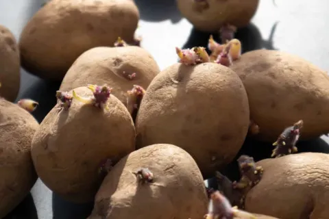 Чем опасен проросший картофель: ошибка, которую допускают на кухне ежедневно