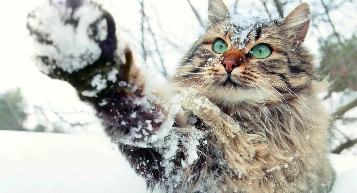 Декабрь готовит для украинцев температурные сюрпризы: в Укргидрометцентре рассказали подробности - today.ua