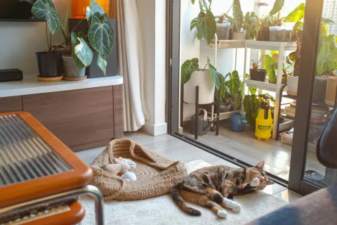 Многих украинцев лишат права продавать или передавать по наследству свою квартиру: что скрывает в себе новый закон