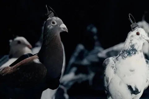 Биодроны PJN-1: что известно о новой причудливой технологии россиян