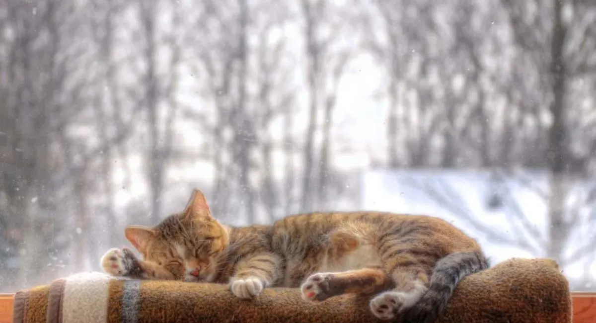 Уже завтра — зима: в этом году декабрь удивит украинцев необычной погодой - today.ua