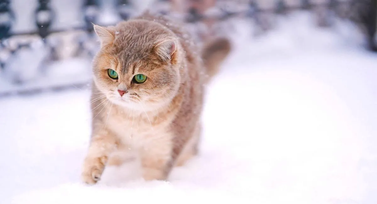 Какой будет зима в Украине – теплой или морозной: метеоролог удивила прогнозом - today.ua