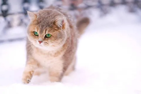 Какой будет зима в Украине – теплой или морозной: метеоролог удивила прогнозом