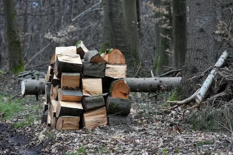 Безплатне паливо чи штраф: чи можна українцям заготовлювати дрова в лісосмугах біля полів