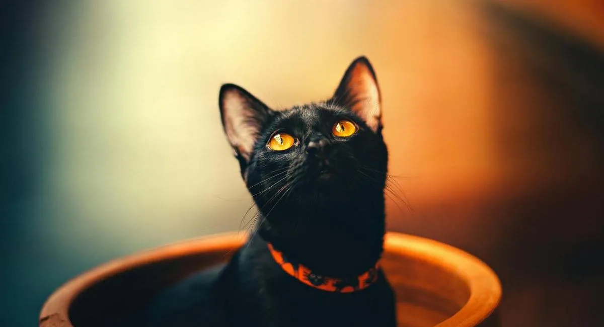 Самые суеверные знаки Зодиака, которые сводят с ума близких своими правилами - today.ua