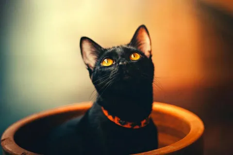 Найзабобонніші знаки Зодіаку, які зводять з розуму близьких своїми "правилами"