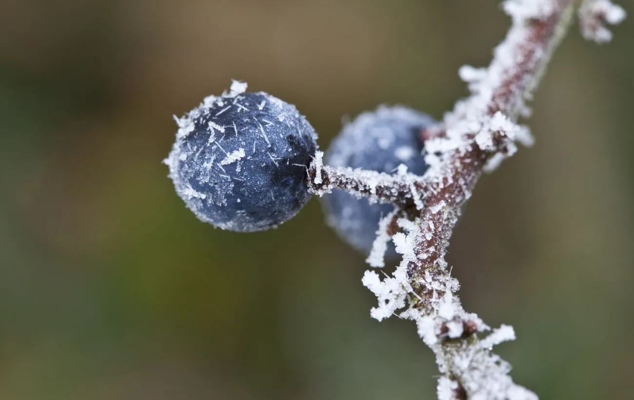 В Украине уже ближайшей ночью после дождей ударят морозы В Украине уже ближайшей ночью после дождей ударят морозы - today.ua