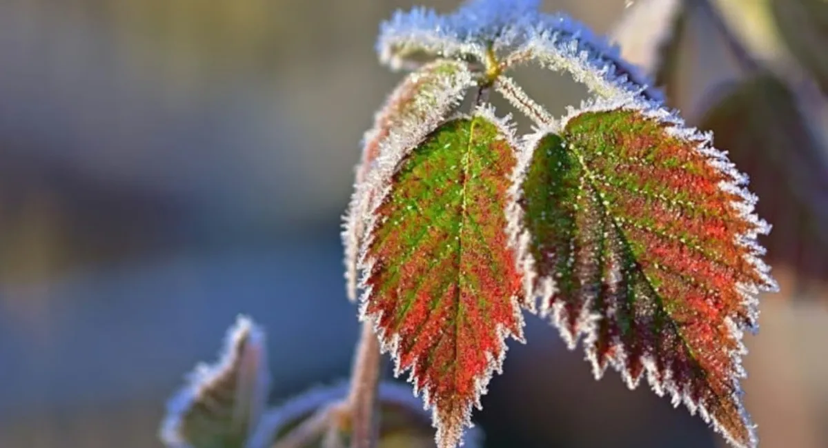 В Украине уже ближайшей ночью после дождей ударят морозы - today.ua