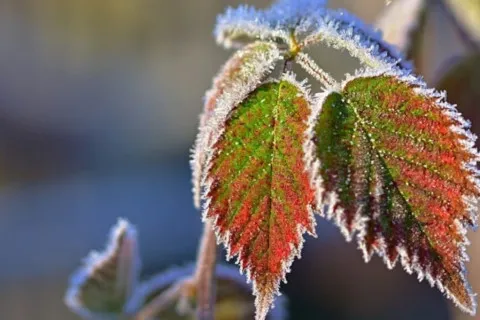 В Украине уже ближайшей ночью после дождей ударят морозы