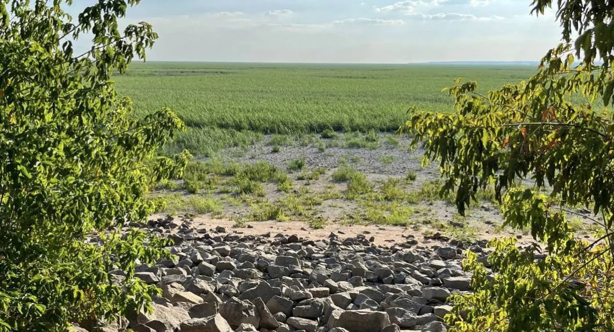 Новая угроза на месте Каховского водохранилища: опасный гибрид захватывает территорию бывшего водоема - today.ua