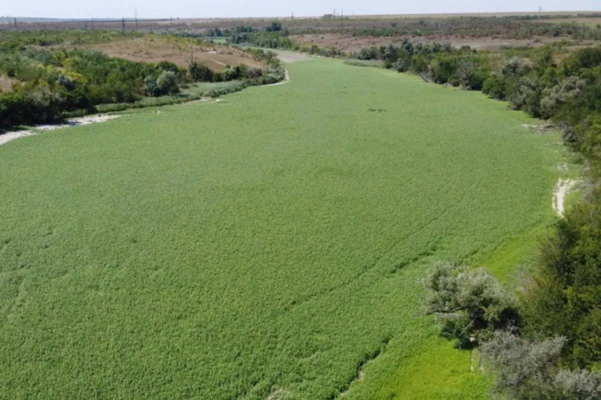 Новая угроза на месте Каховского водохранилища: опасный гибрид захватывает территорию бывшего водоема - today.ua