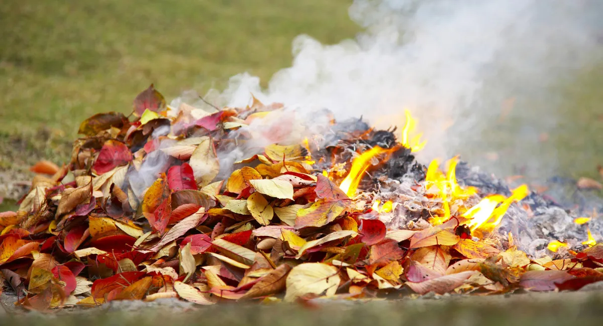 Чому не можна спалювати опале листя: українцям варто знати про наслідки розведення багаття - today.ua