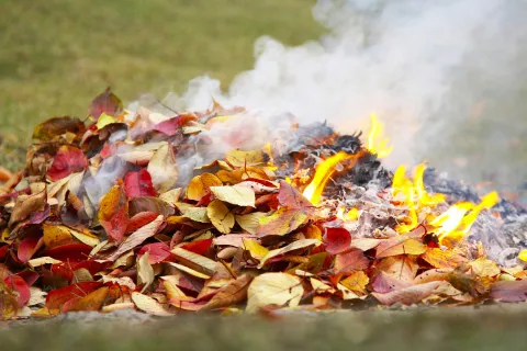 Чому не можна спалювати опале листя: українцям варто знати про наслідки розведення багаття