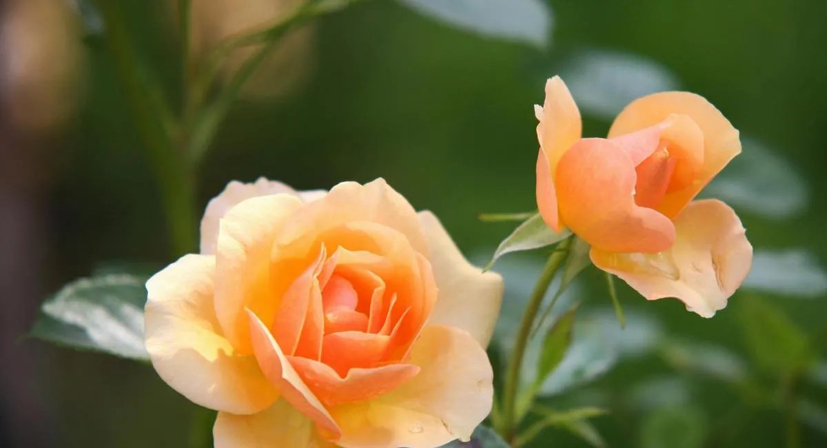 Как подготовить розы к зиме: садоводы объяснили, что необходимо сделать с кустами осенью - today.ua