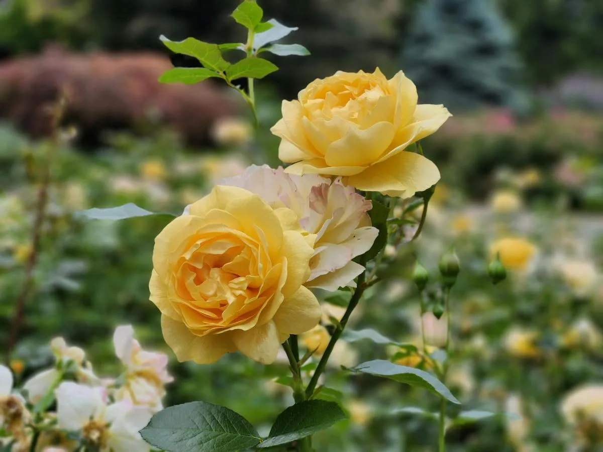 Как подготовить розы к зиме: садоводы объяснили, что необходимо сделать с кустами осенью - today.ua