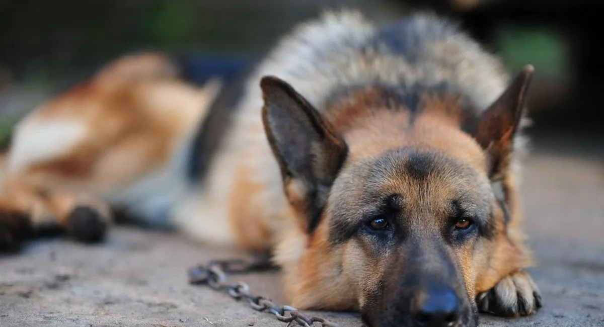 Новый закон в Польше шокировал владельцев собак: как изменится жизнь животных на цепи - today.ua