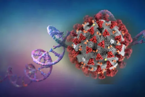 COVID-19 может изменить человечество: новое исследование выявило влияние вируса на гены потомков