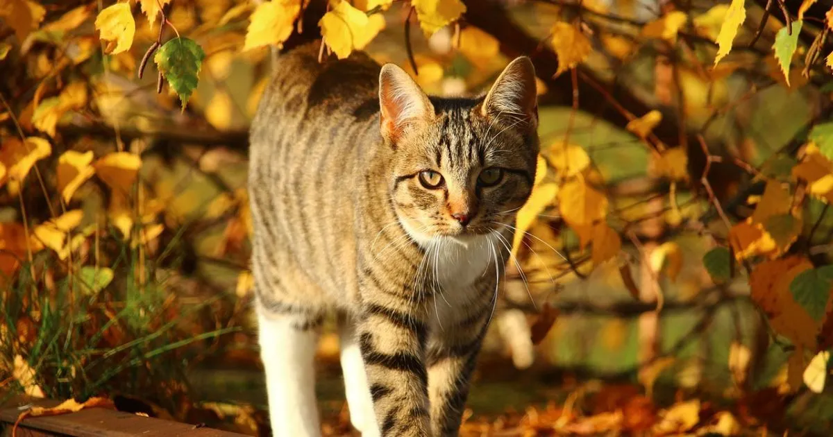 Ноябрь принесет в Украину аномальное тепло: неожиданный прогноз погоды от синоптика - today.ua