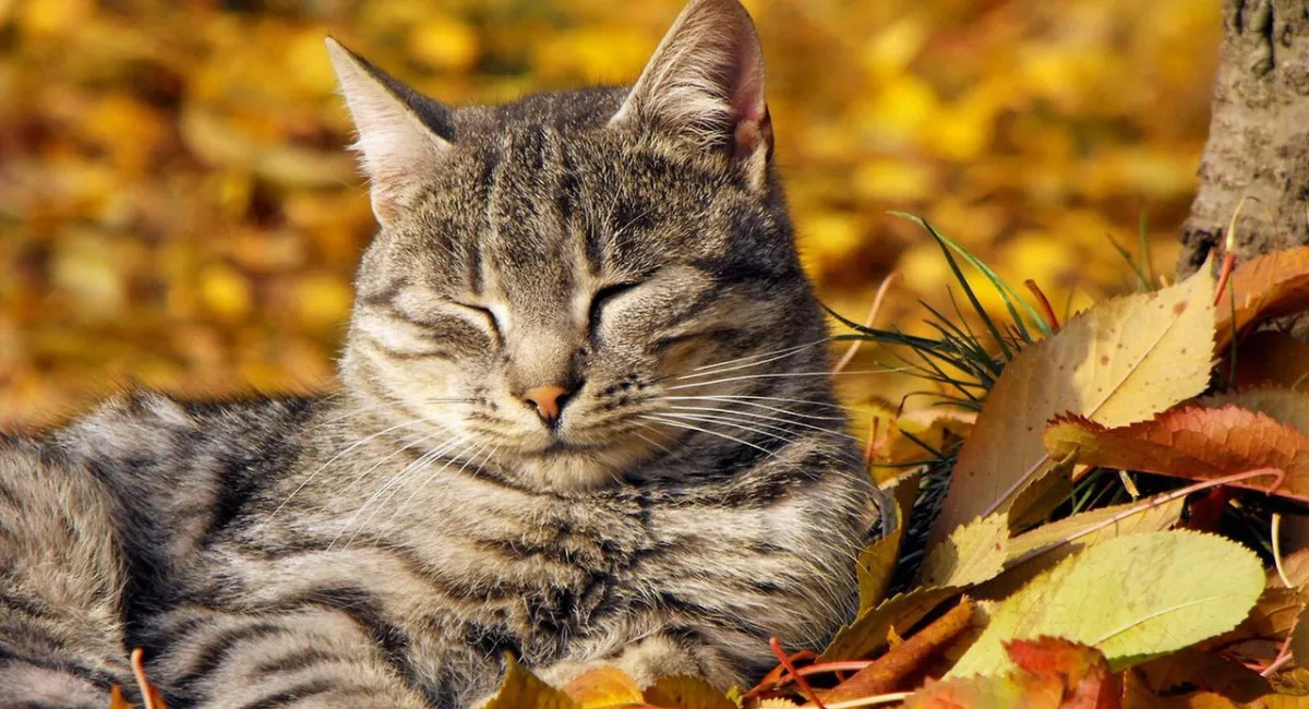 Ноябрь принесет в Украину аномальное тепло: неожиданный прогноз погоды от синоптика - today.ua