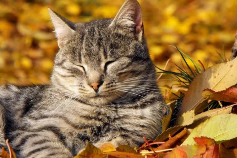 Ноябрь принесет в Украину аномальное тепло: неожиданный прогноз погоды от синоптика